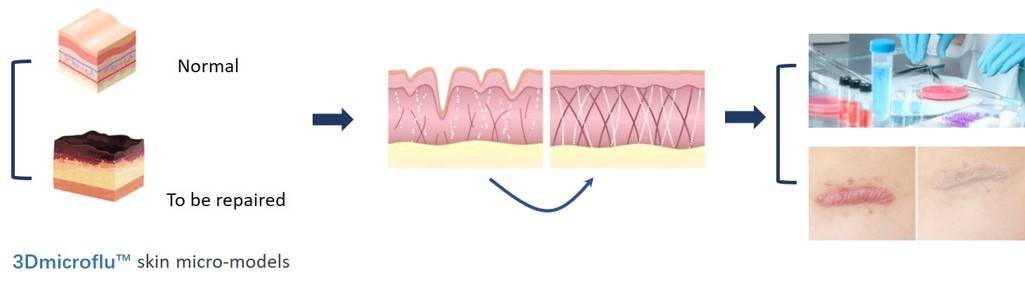 The general process of 3Dmicroflu™ technology platform in applying to skin repair model construction - CD BioSciences.