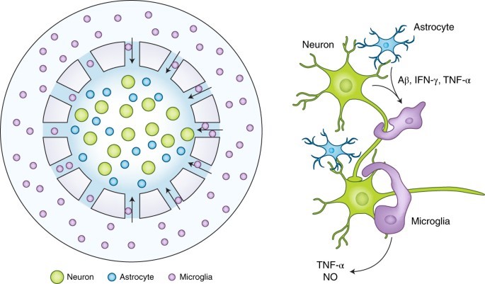 Figure 1. 3D triculture system. (Karmirian K, et al.; 2023)