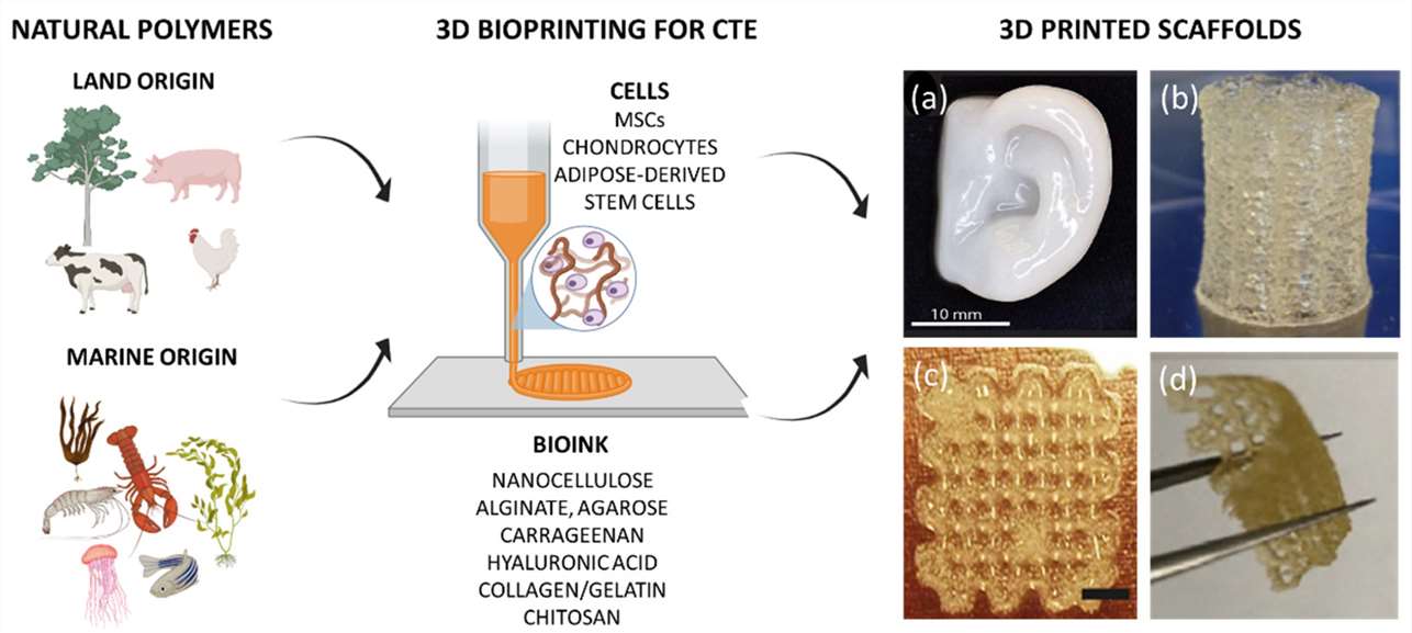 Figure 1. Schematic representation of the main natural sources to obtain bioinks suitable for the design of 3D-bioprinted scaffolds for cartilage tissue engineering.