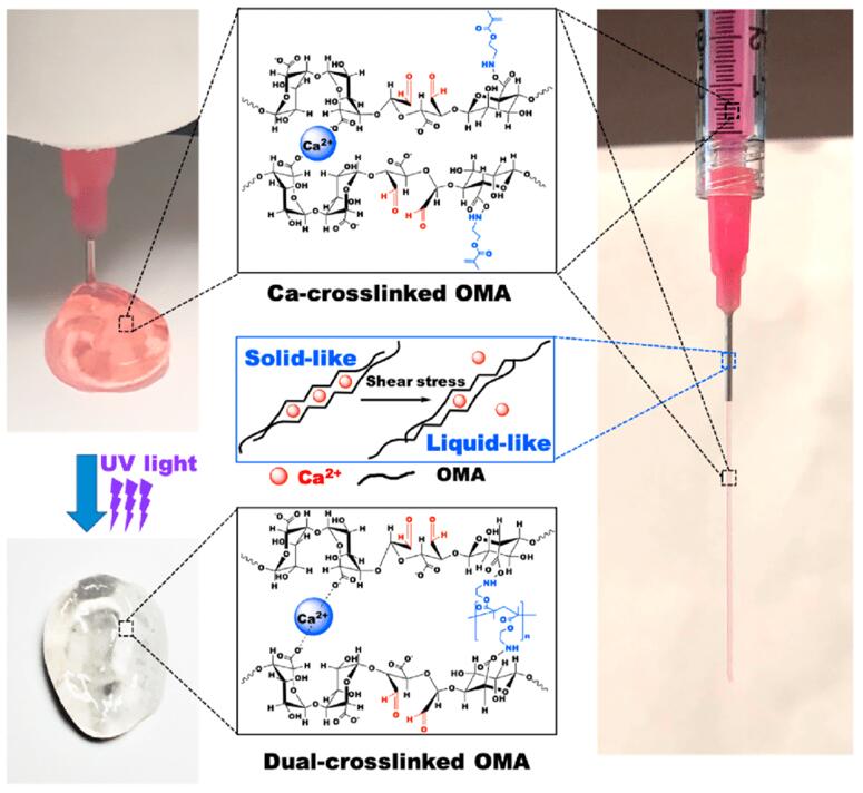 Schematic illustration of photocrosslinkable calcium-crosslinked OMA bioink.