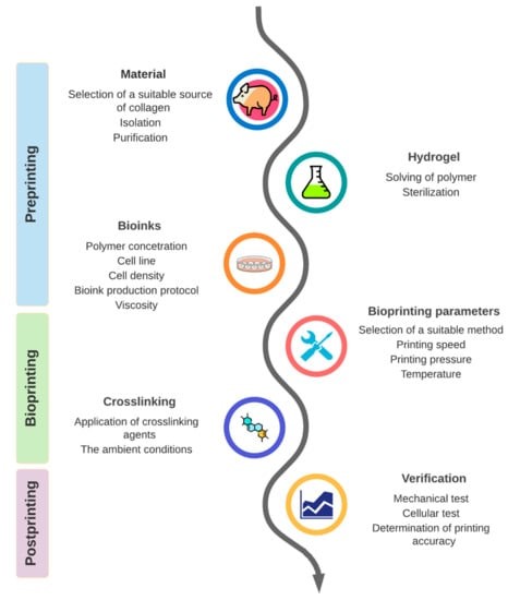 Design and phases of the bioprinting process.
