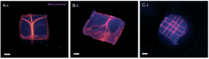 3D printing of vascular channels using agarose fibers in methacrylate-gelatin photocrosslinked hydrogels.
