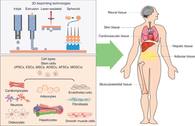 Figure 1. 3D bioprinting technologies, cell types used in 3D bioprinting, organ systems.