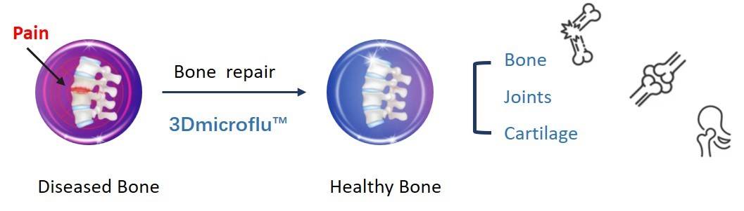 The general process of 3Dmicroflu™ technology platform in applying to bone repair model construction - CD BioSciences.