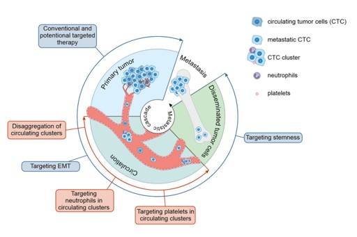 Potential approaches for metastasis prevention based on molecular features of metastatic circulating tumour cells.