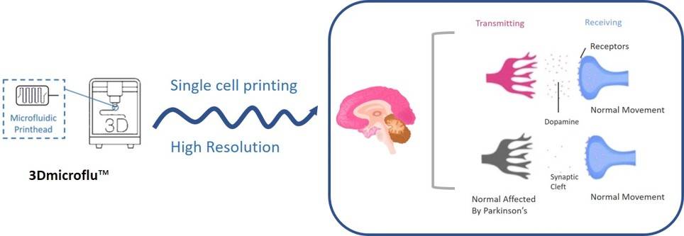3Dmicroflu technology platform involved in the construction process of Parkinson's disease micro-models - CD BioSciences.