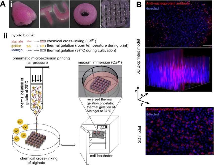 Figure 1. 3D bioprinting lung model for influenza A infection.