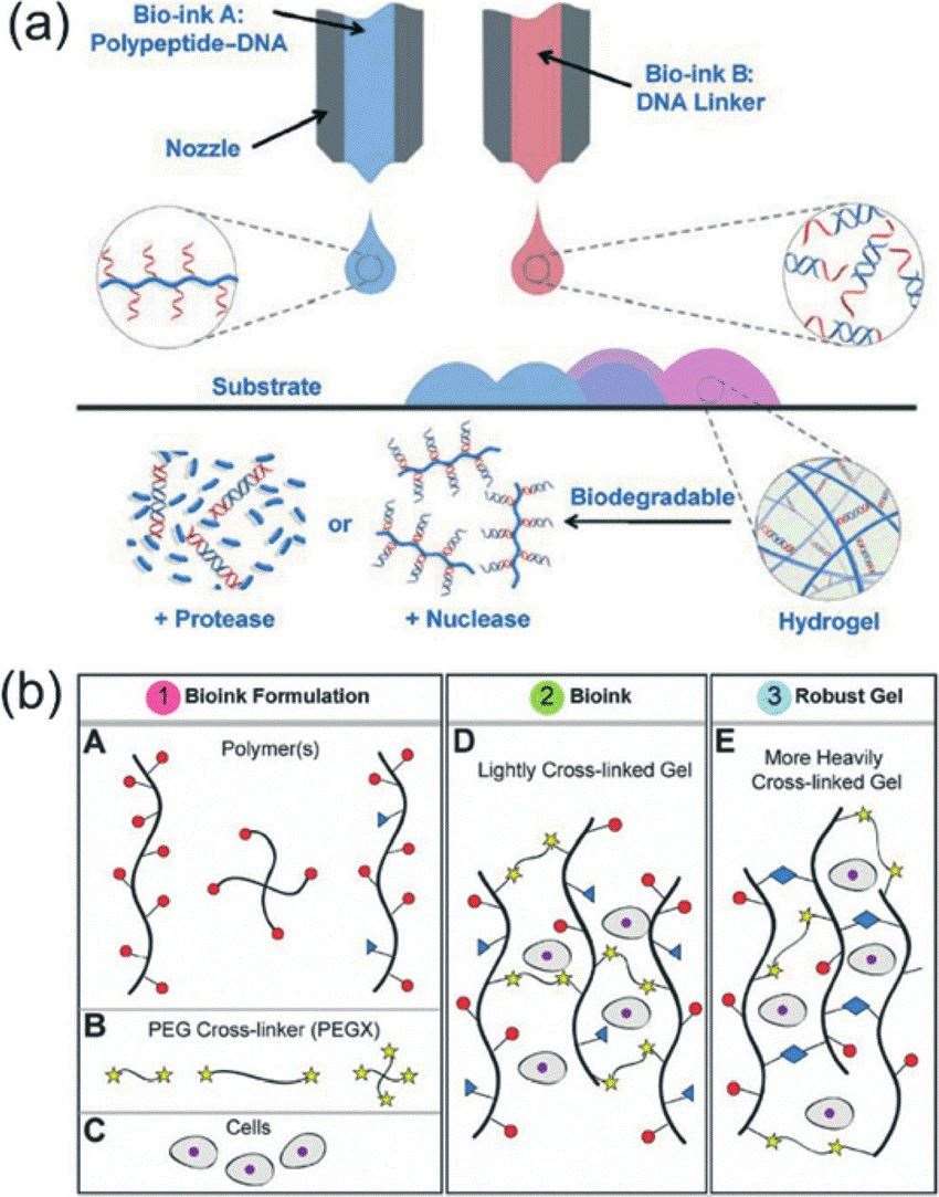 Examples of polymers and crosslinkers for bioinks.