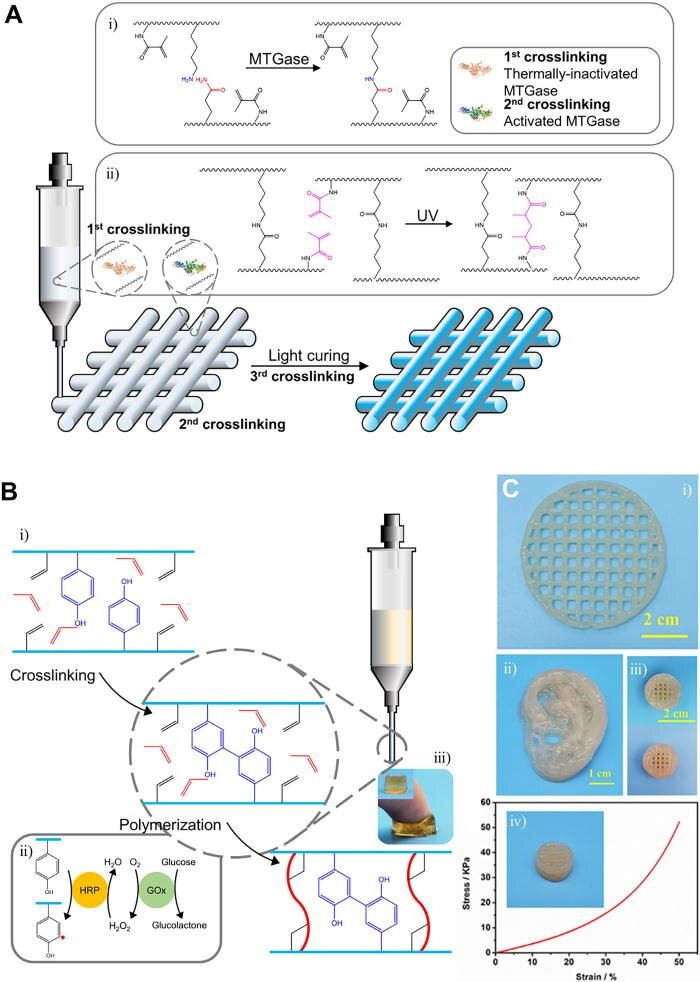 3D printing systems mediated by enzymatic cross-linking.