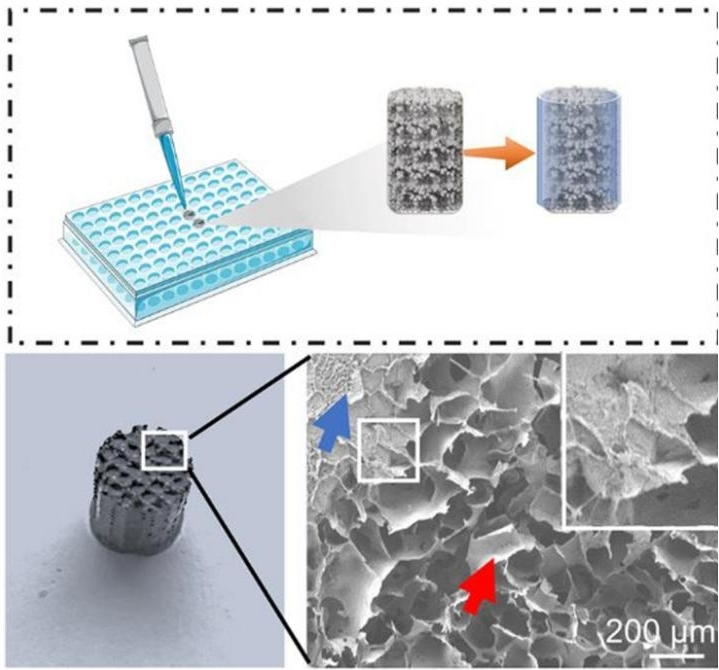 Schematic diagram of hydrogel filled scaffolds and gross view and SEM image of hydrogel incorporated 3D printing of dual-cell delivery titanium alloy scaffold.