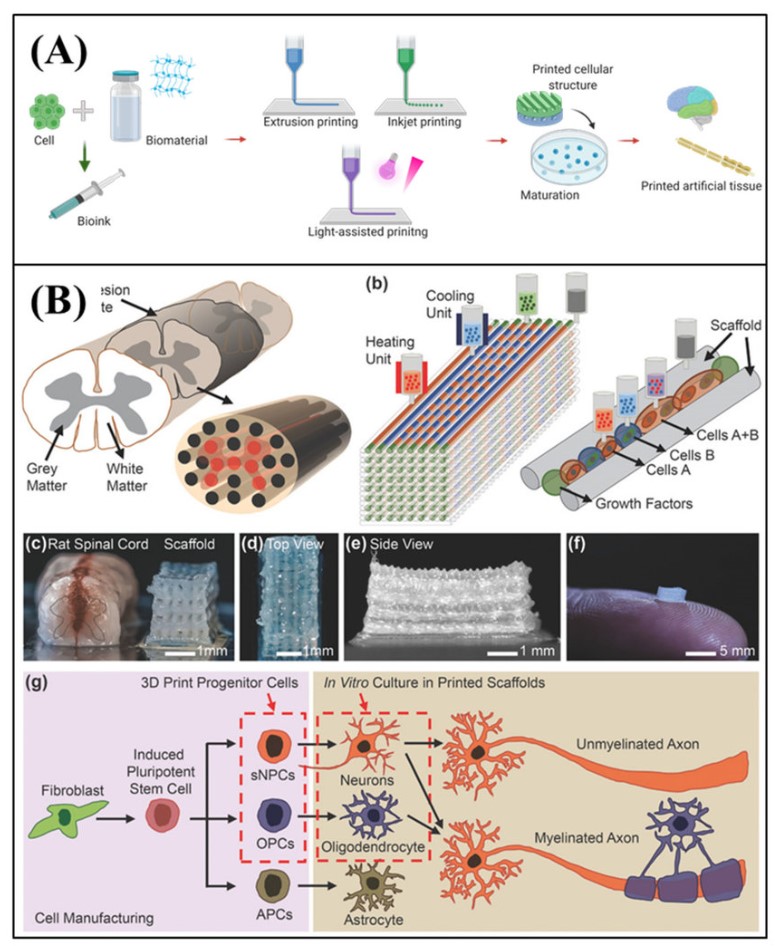Figure 1. 3D bioprinting based MPSs.