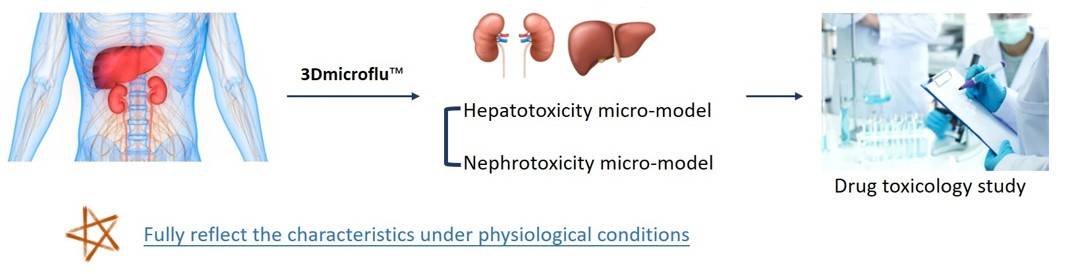 The process of 3Dmicroflu™ technology platform involved in drug toxicology study - CD BioSciences.