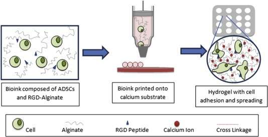 Engineering alginate as bioink for bioprinting.