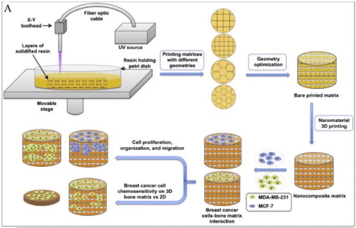 Figure 1. Bioprinted metastasis tumor models.