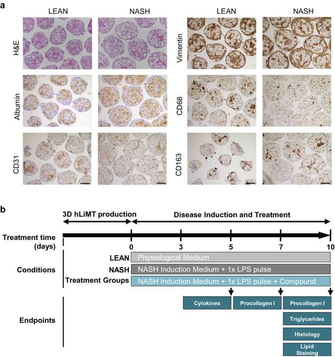Figure 1. Method and characterization of hLiMTs for modeling NASH.
