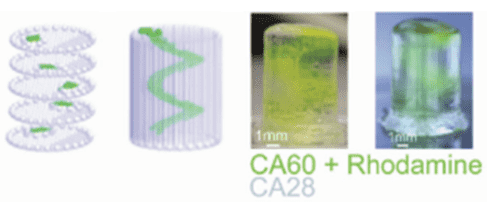 Design view and finished print view of carboxylated agarose bioinks for 3D bioprinting by thermal crosslinking.