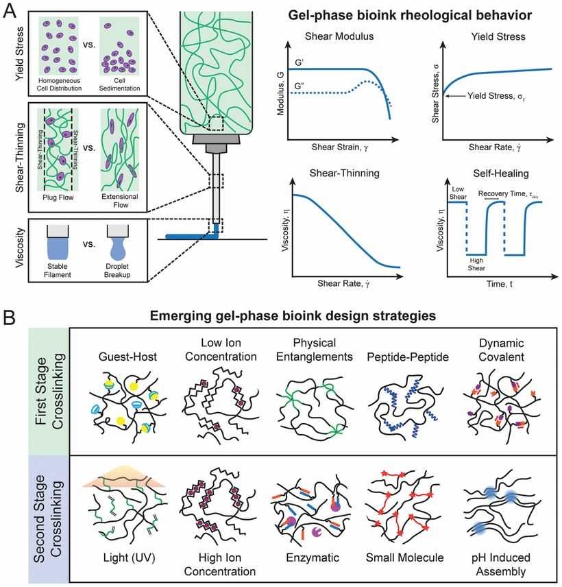 Design considerations for hydrogel-based bioinks and dualstage crosslinking strategies for advanced bioinks.