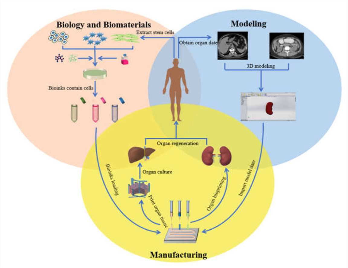 Organ 3D printing and application. (Song D, et al.; 2021)