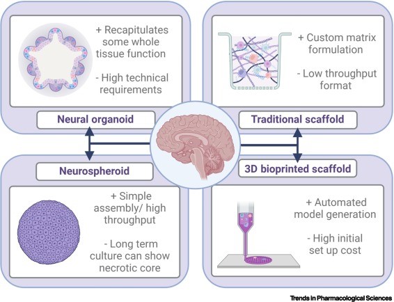 Figure 1. Designs of 3D neural models.