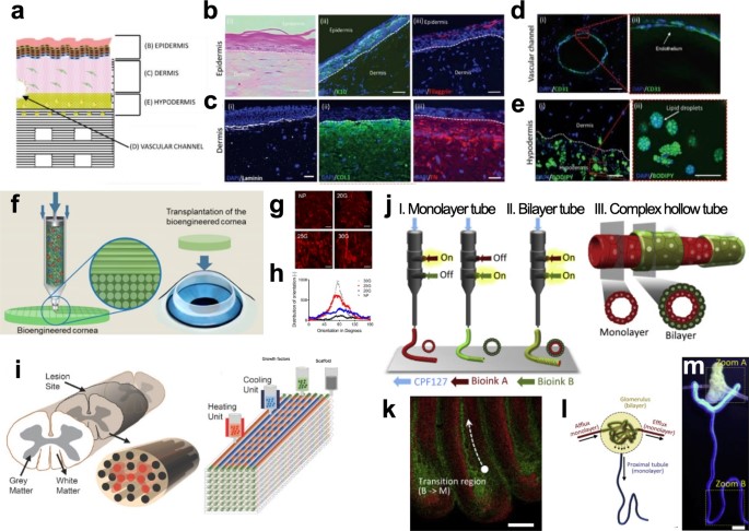 Figure 1. 3D bioprinted in vitro models of human tissues.