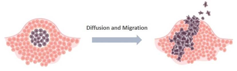 The diagram of tumour cell diffusion - CD BioSciences.