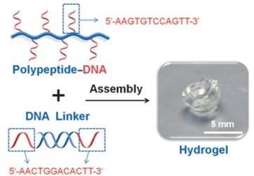 DNA and peptide cross-linking mediated by DNA hybridization based on hydrogen-bonding interactions.