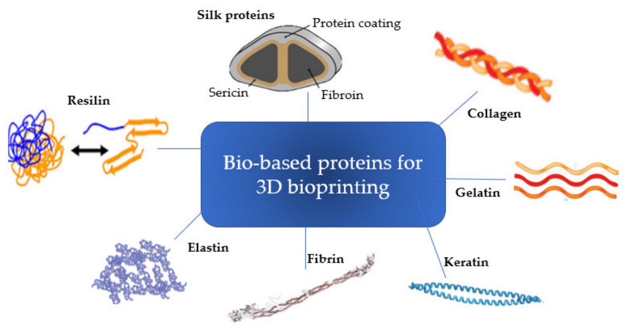 Most used proteins for biomedical engineering.