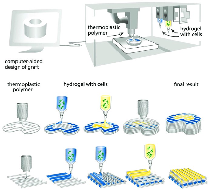 Figure 1. FDM schematic of the bioprinting of tissue and organs.