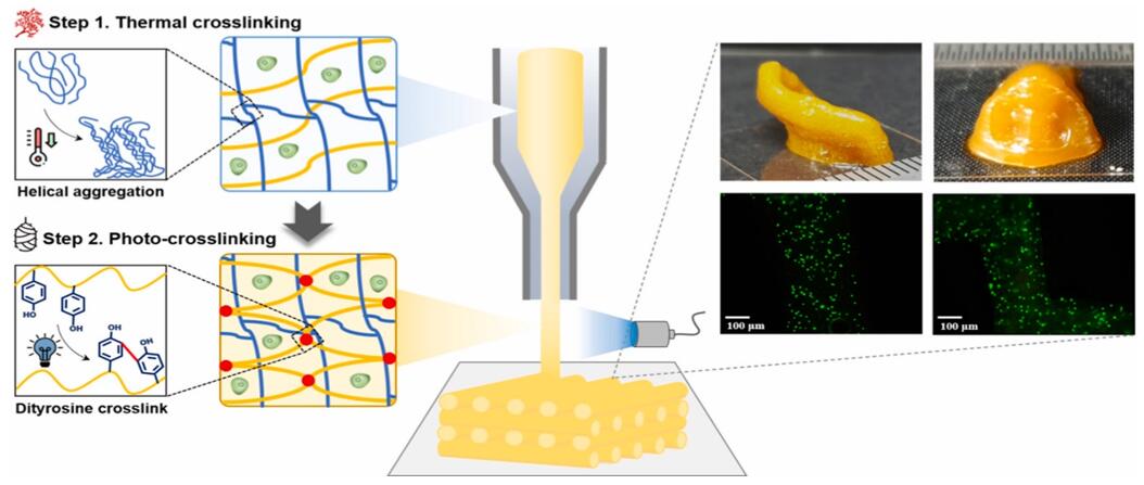 Photo-/thermo-responsive bioink.