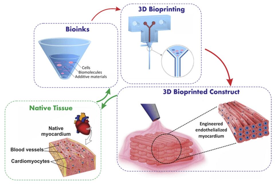 Schematic representation of the procedure for design and biofabrication of tissue constructs from bioinks.