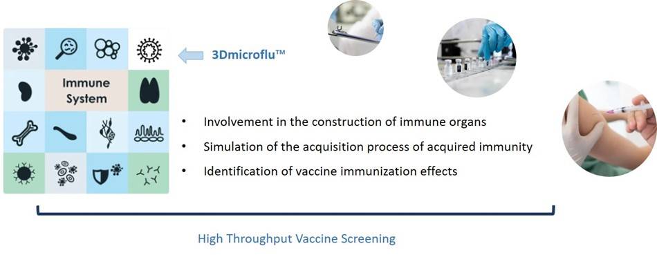 3Dmicroflu™ technology platform is involved in the construction of immune organs for the rapid screening process of vaccines - CD BioSciences.