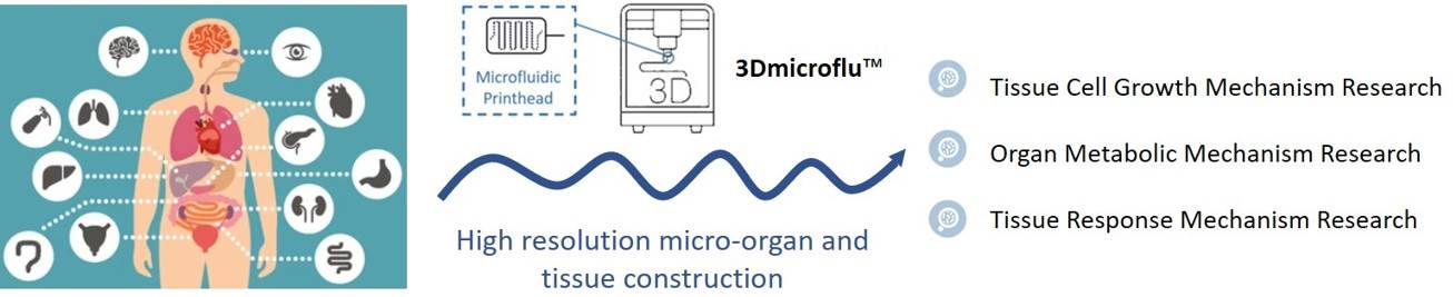 Applications of 3Dmicroflu in the study of basic physiological mechanisms – CD BioSciences.