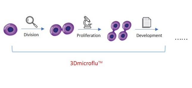 Construction of 3D tissue models of normal cell formation based on 3Dmicroflu - CD BioSciences