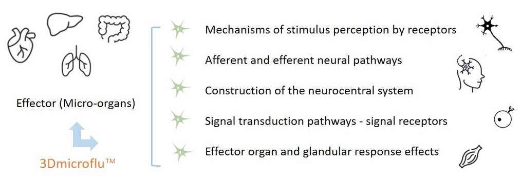 3Dmicroflu technology platform for tissue response mechanism research – CD BioSciences.