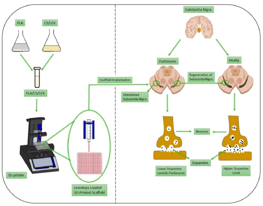 Figure 1. The 3D-printing process and regeneration of substantia nigra in Parkinson's disease. (Ezgi Saylam, et al.; 2021) 