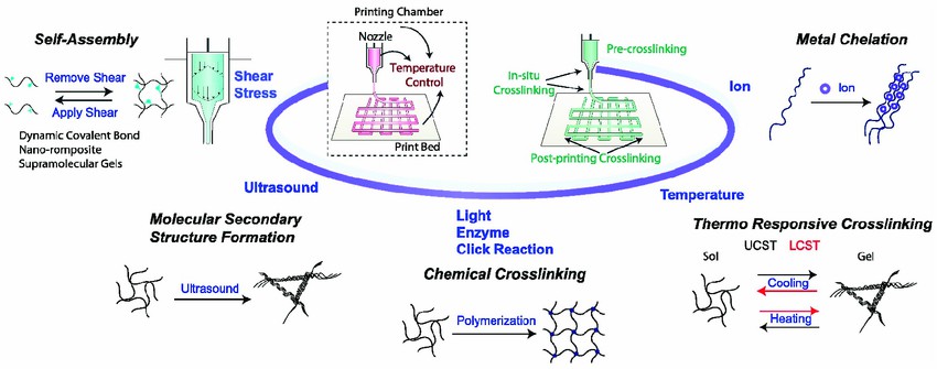 Bioink crosslinking mechanisms and application strategies in extrusion-based 3D bioprinting.