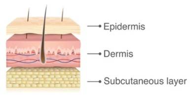 Skin Repair Study Based on 3Dmicroflu™