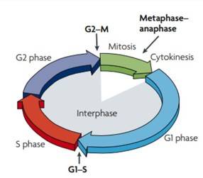 Diagram of cell growth and proliferation.