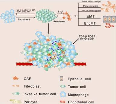 Composition of the tumour microenvironment.