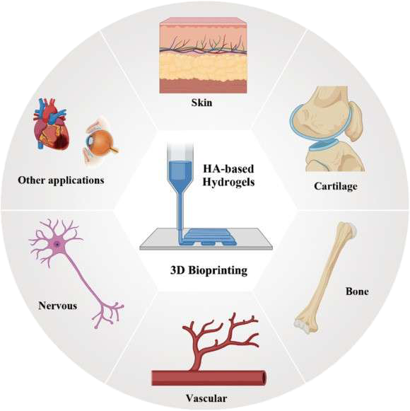 Overview of hyaluronic acid-based hydrogels for 3D bioprinting tissue engineering applications.