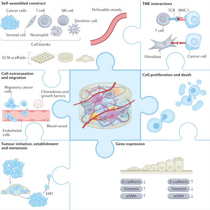 Figure 1. 3D bioprinted models of cancer cell growth, migration, invasion, stemness and gene expression.