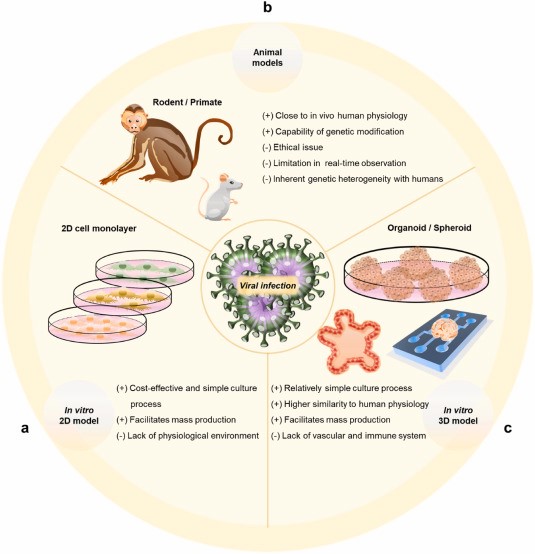 Figure 1. Characteristics of viral infection models.