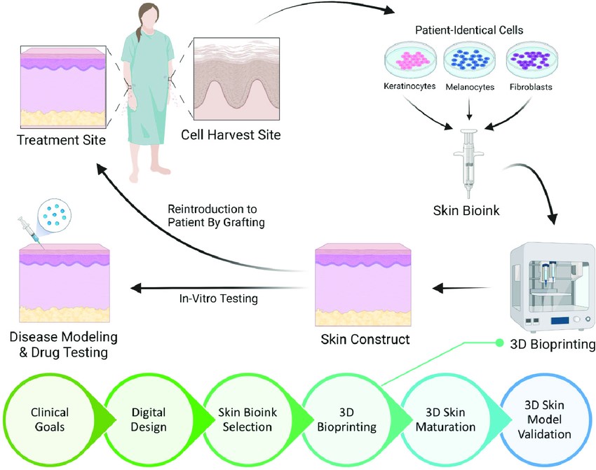 Figure 1. 3D bioprinting human equivalent skin models.
